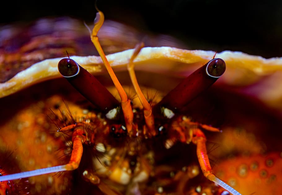 brown crab, animal, lobster, sea life, seafood, cairns, australia HD wallpaper