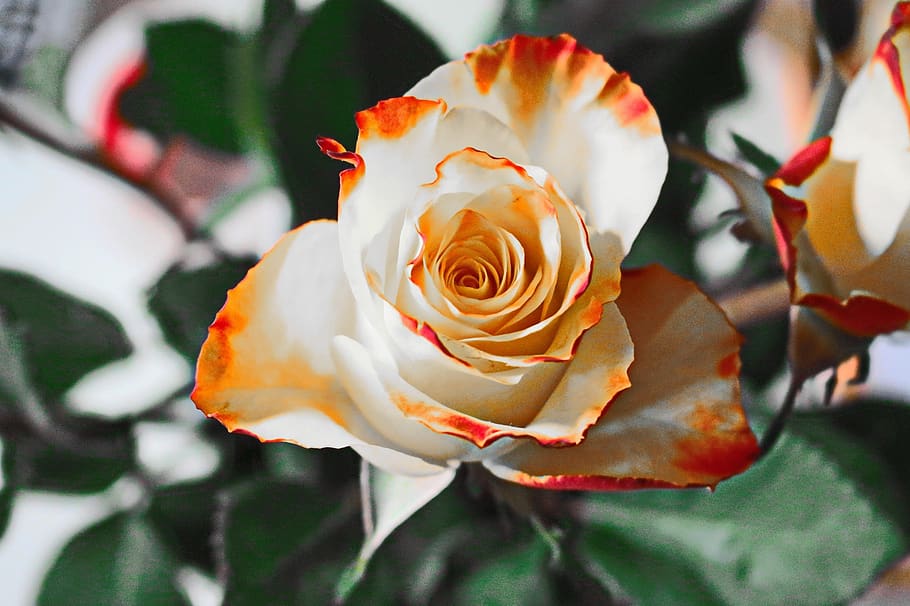 White and Red Flower Shallow Focus Photography, bloom, blossom HD wallpaper