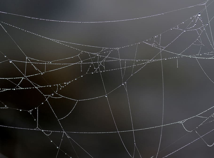 spider web, drops, dew, morning, autumn, water, wet, fragility, HD wallpaper