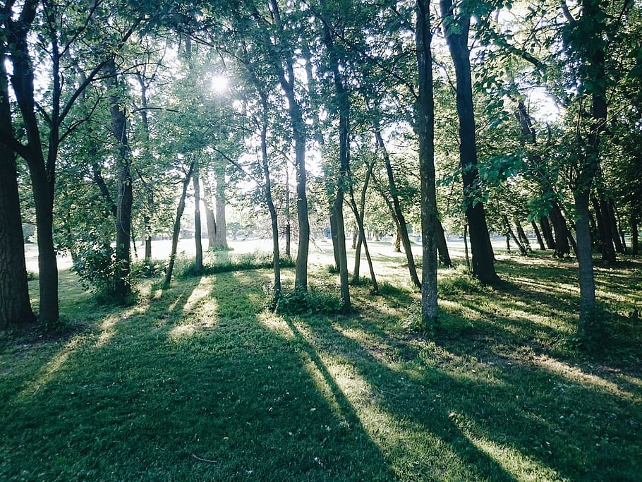 plant, tree, forest, land, tranquility, sunlight, growth, beauty in nature HD wallpaper