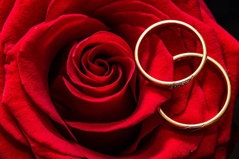 Two Gold-colored Rings on Red Rose Petals, close-up, elegant, HD wallpaper