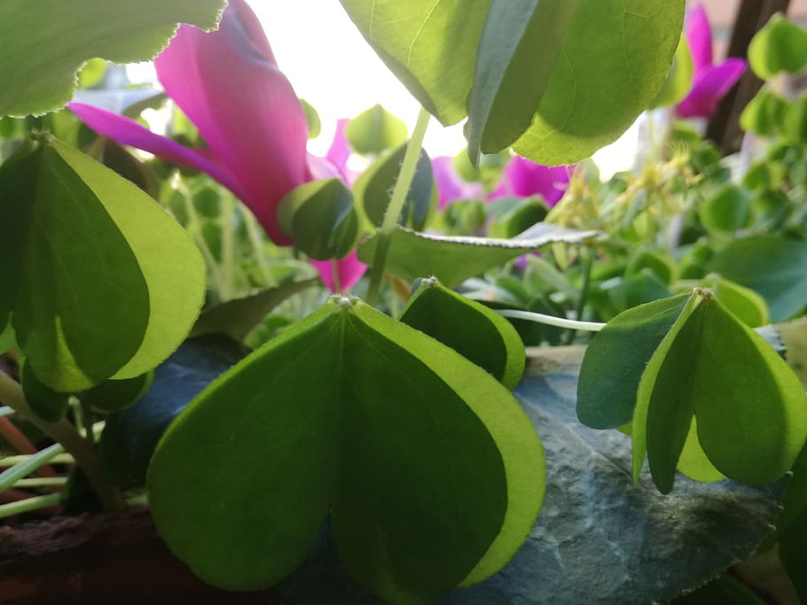 cary clover, wind, cyclamens, windowsill herbs, garden city HD wallpaper