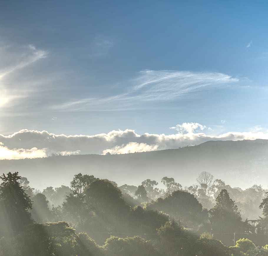 trees, forest, sunrise, beauty in nature, sky, tranquility HD wallpaper