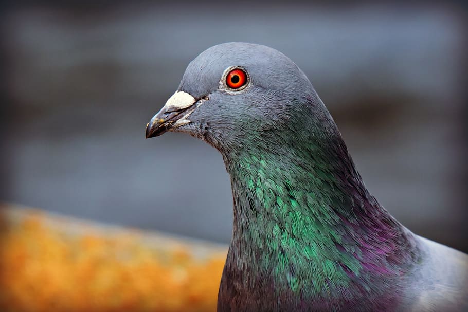 rock dove, pigeon, bird, animal, head, beak, eye, feathers