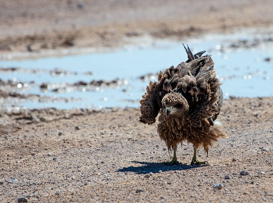 gray bird, chicken, poultry, animal, fowl, etosha park., namibia HD wallpaper