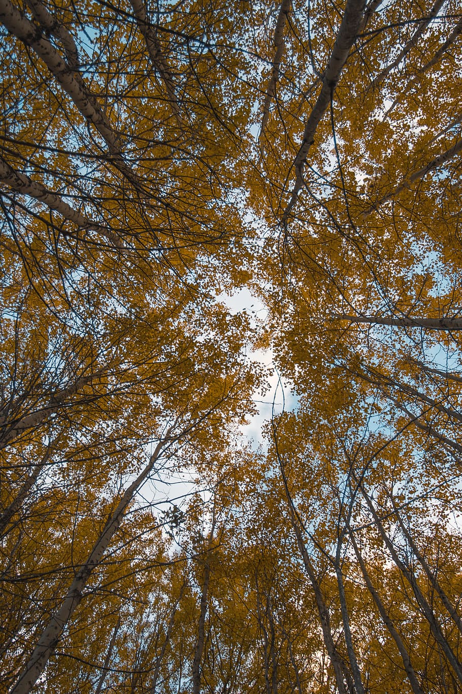 tree, plant, flare, light, sunlight, birch, tree trunk, woods HD wallpaper
