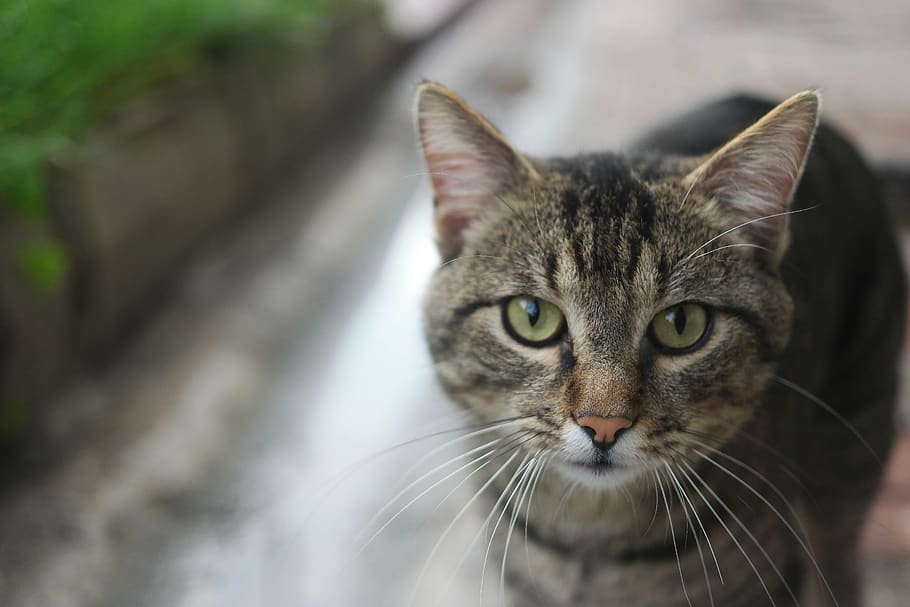 alley cat, only, the homeless, cute, animal, city, wild, eyes