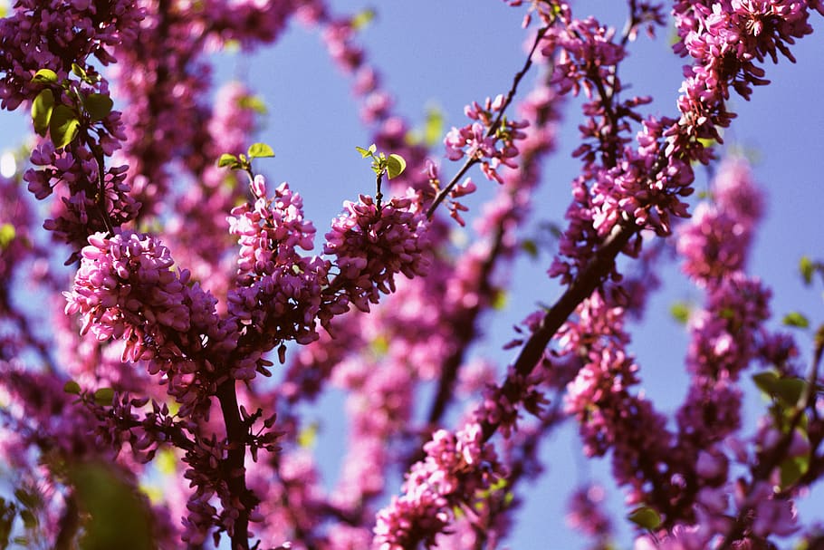 flowering plant, beauty in nature, pink color, freshness, growth HD wallpaper