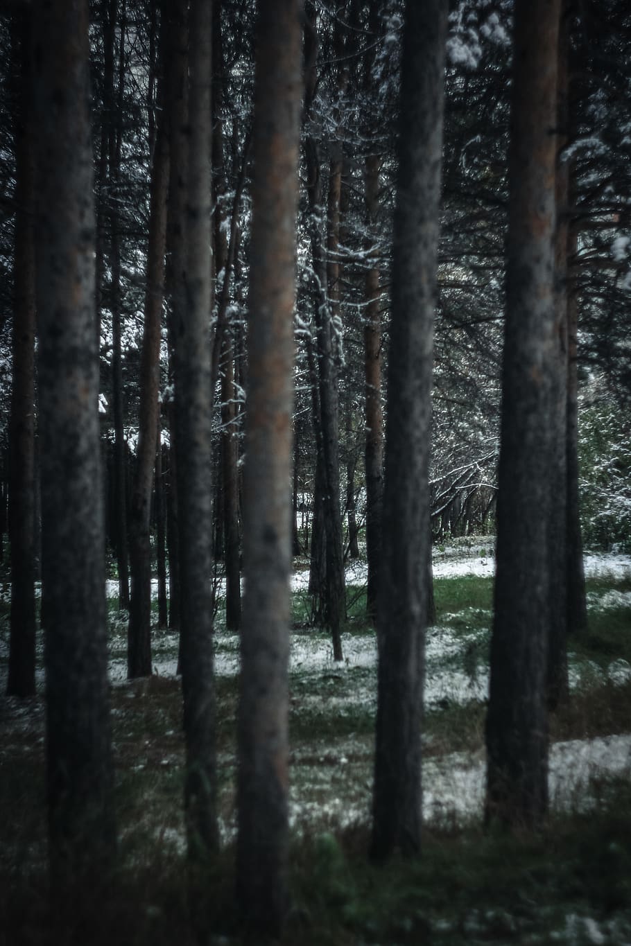 Photography of Tree Trunks During Winter, cold, environment, evergreen HD wallpaper
