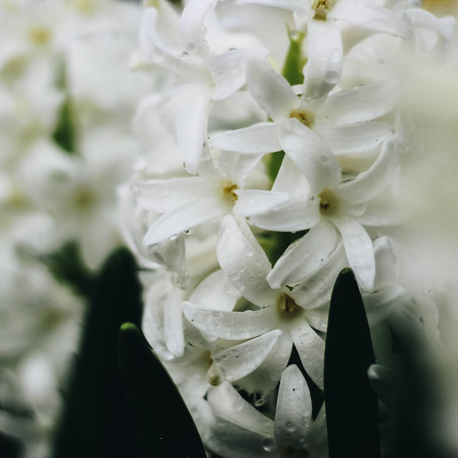 flower, flowers, spring, hyacinth, white, green, garden, gardens HD wallpaper