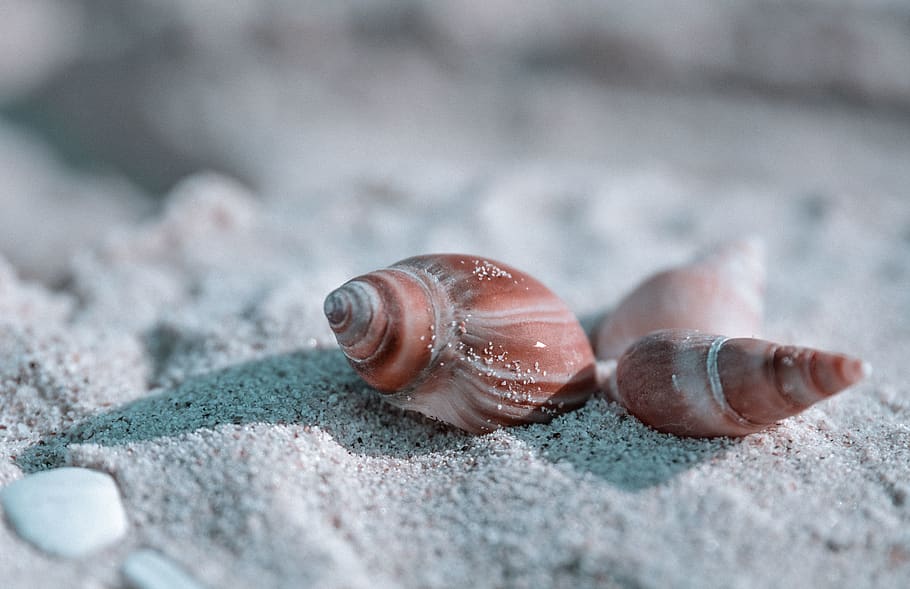 brown seashells on sand, animal, animal themes, animal wildlife HD wallpaper