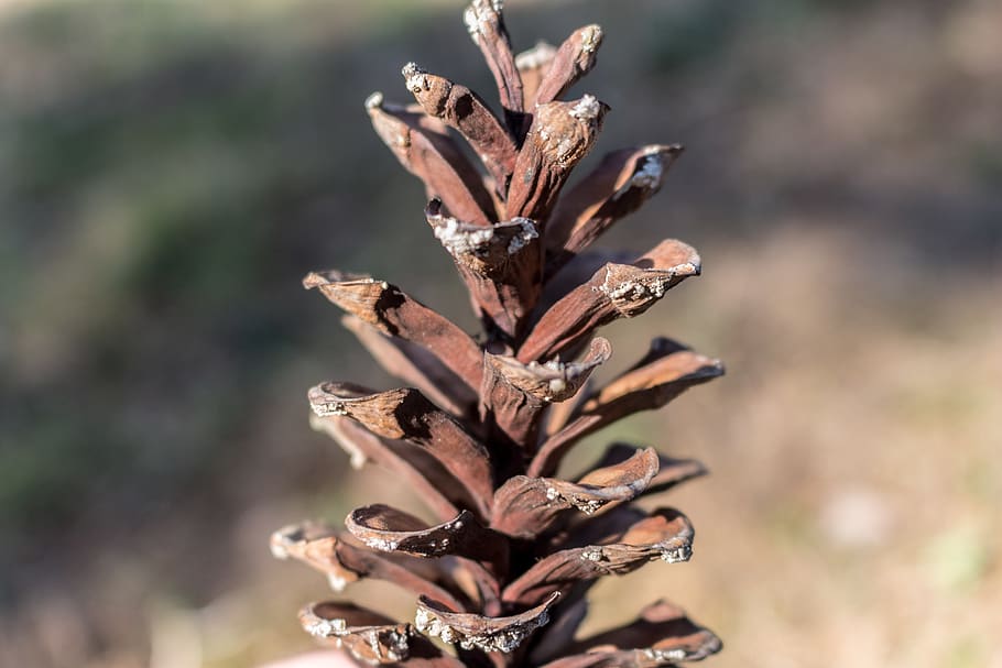 cone, pinecone, resin, tree, forest, wallpaper, focus on foreground HD wallpaper