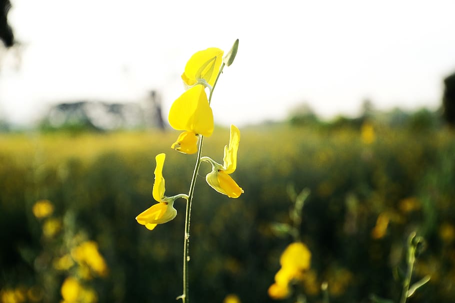 flower, yellow, flowering plant, nature, field, growth, freshness HD wallpaper