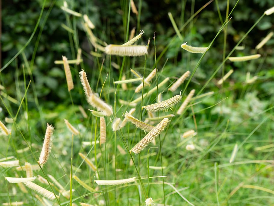 Grass and Leaves, Macro, Nature, blur, brown, focus, green, yellow HD wallpaper