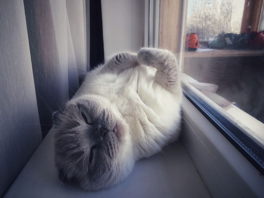 cat, dream, sleeps, british, fold, nature, predator, fur, animals HD wallpaper