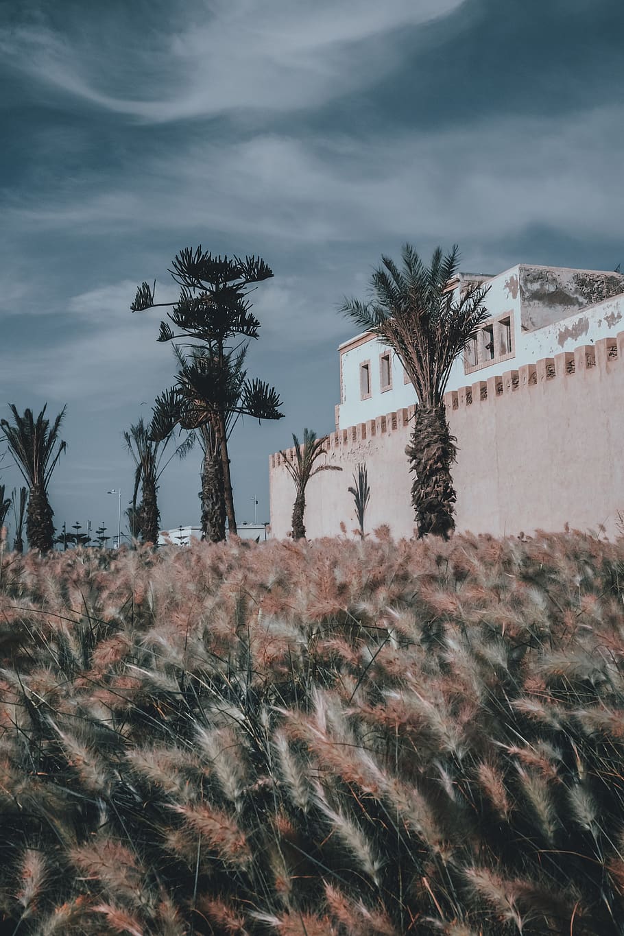 grass, plant, tree, arecaceae, palm tree, lawn, reed, building HD wallpaper