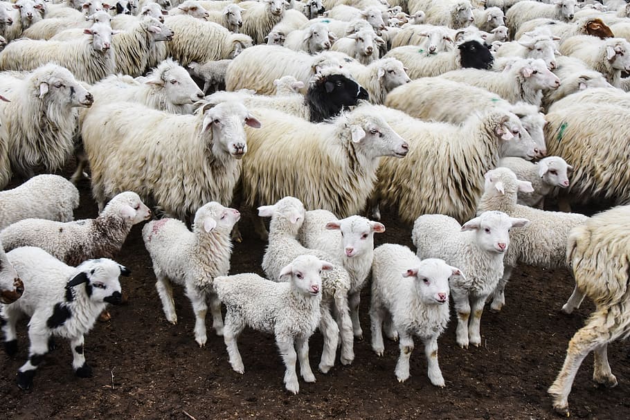 sheep herd, animal, mammal, flock, vashlovani, georgia, dedoplistskaro HD wallpaper