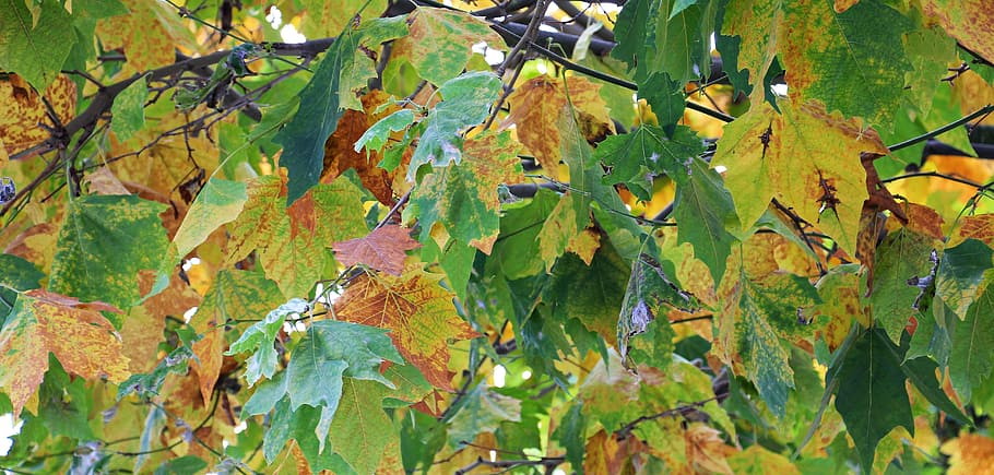leave, leaf, dry, autumn, season, green, nature, fall, texture HD wallpaper