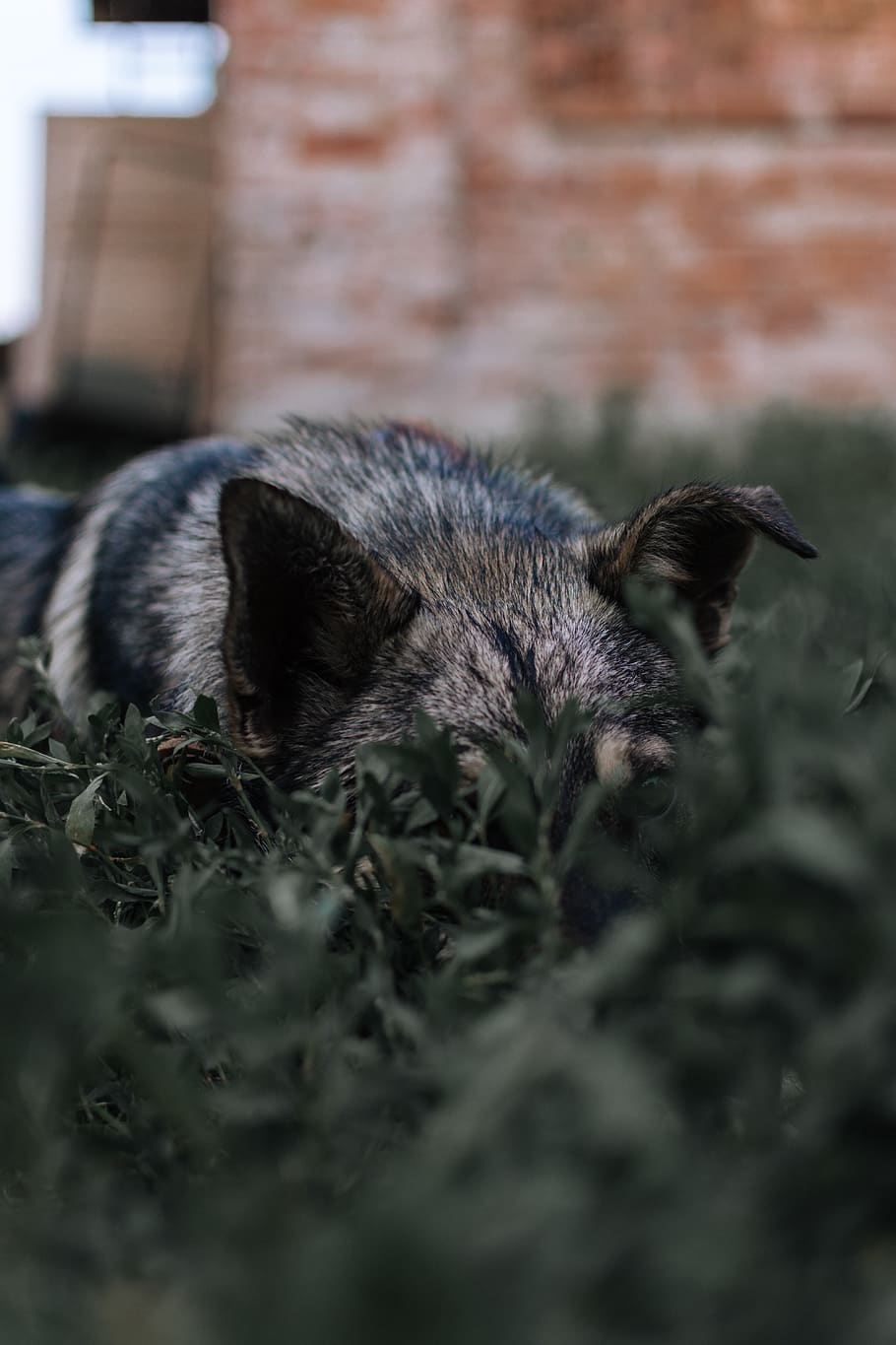 dog, grass, animal themes, one animal, mammal, no people, selective focus HD wallpaper