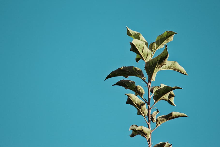 green plant under blue sky, nature, corn, fall, no people, leaf HD wallpaper