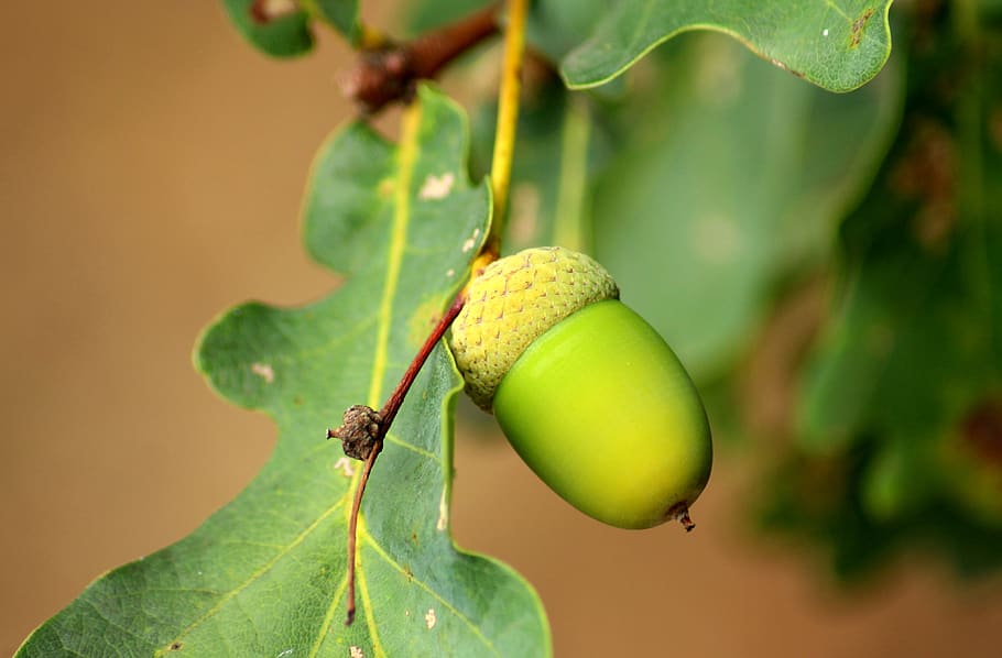 acorn, oak, seedpod, tree, foliage, green, nature, fruit, food HD wallpaper