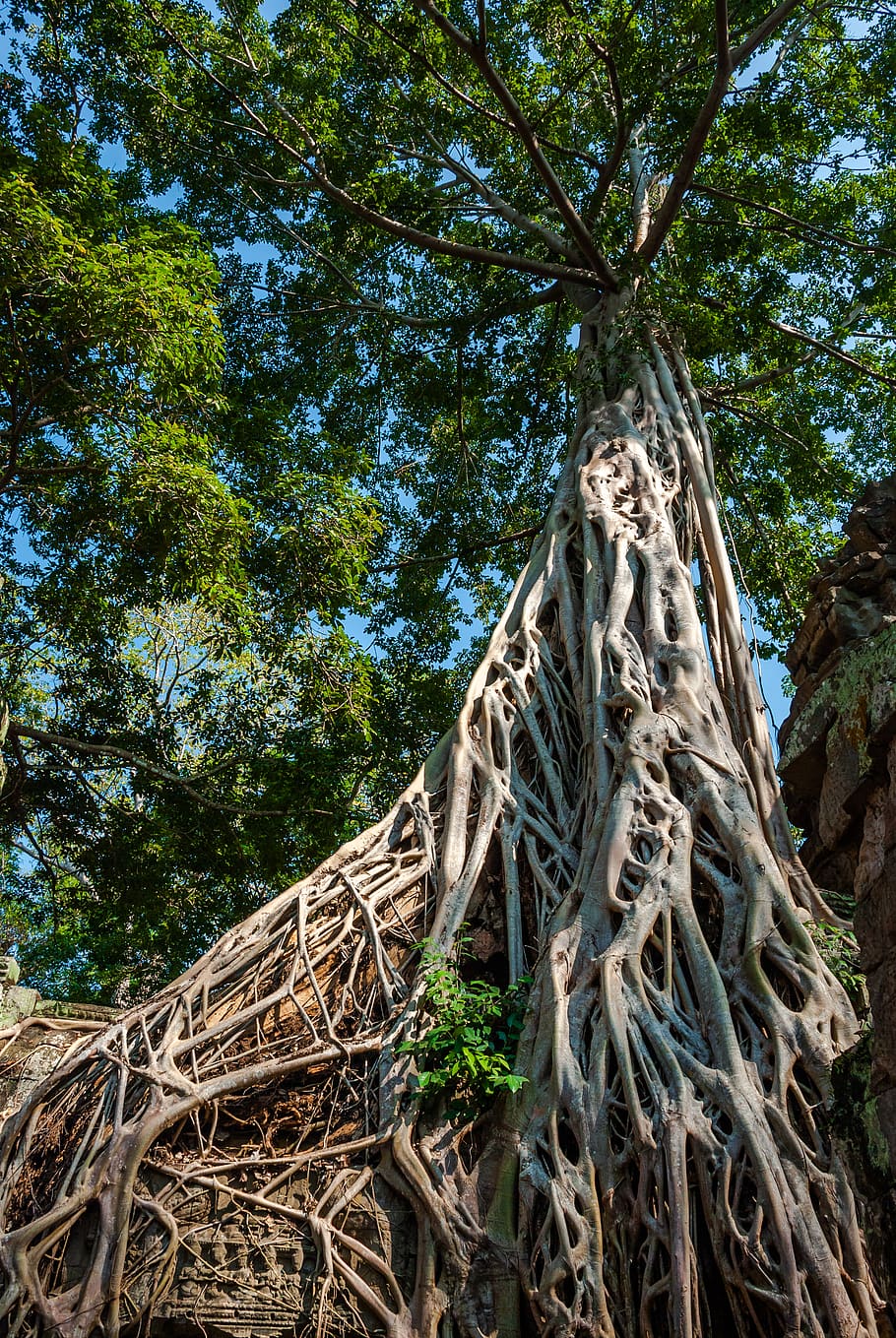 high-angle tall tree during daytime, root, plant, nature, forest HD wallpaper