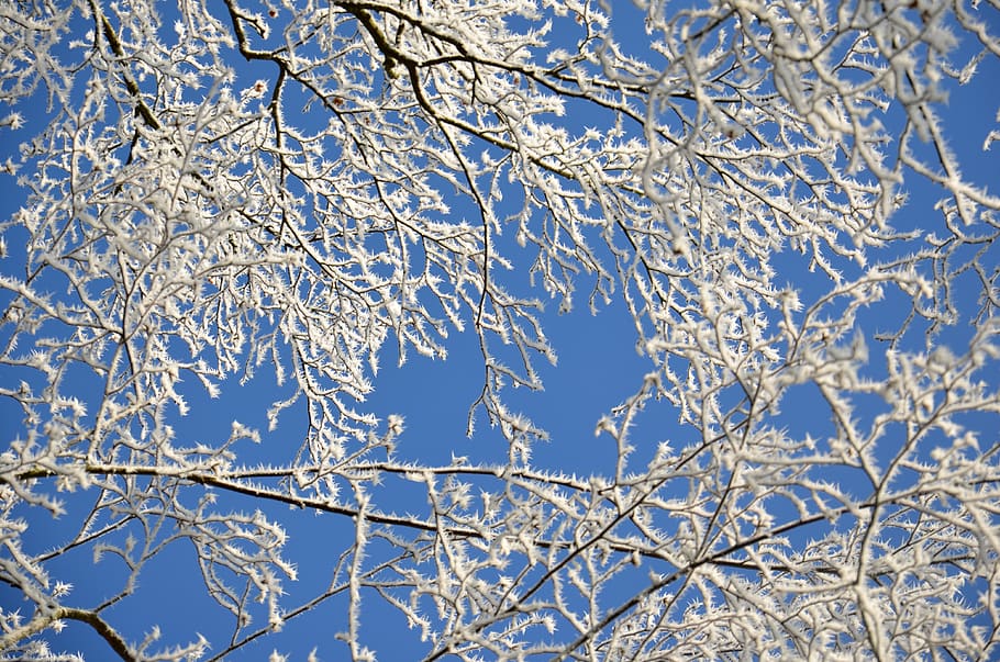 frost, winter, cold, frozen, nature, ice, crystals, tree, branches HD wallpaper