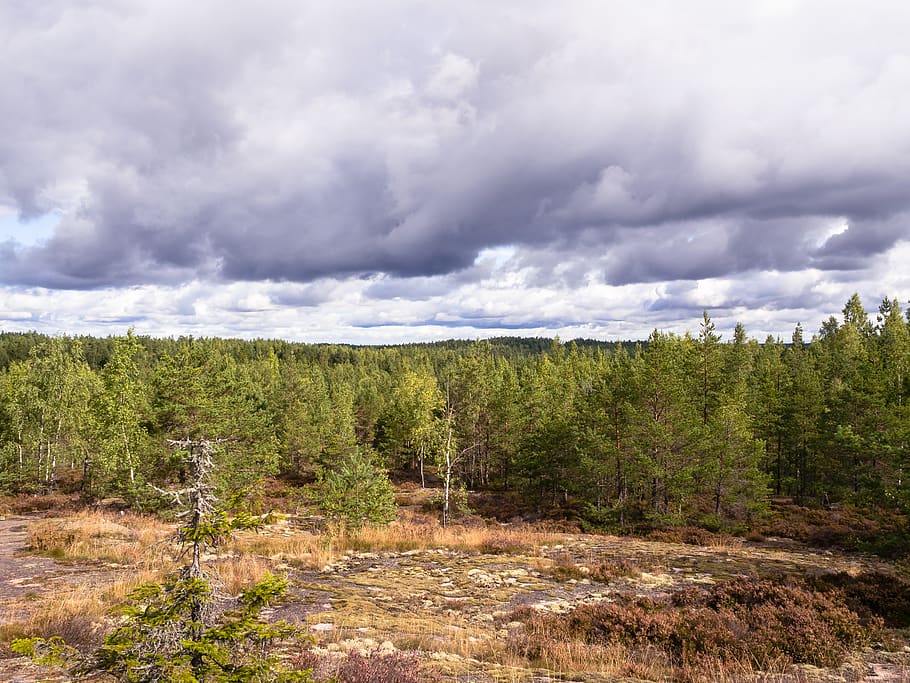 finland, trees, forrest, sky, clouds, dramatic sky, cloud - sky HD wallpaper