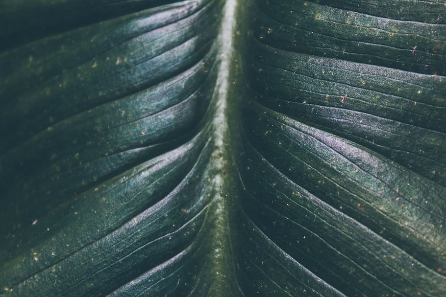 green leaf, plant, veins, droplet, crystal, clothing, denim, jeans HD wallpaper