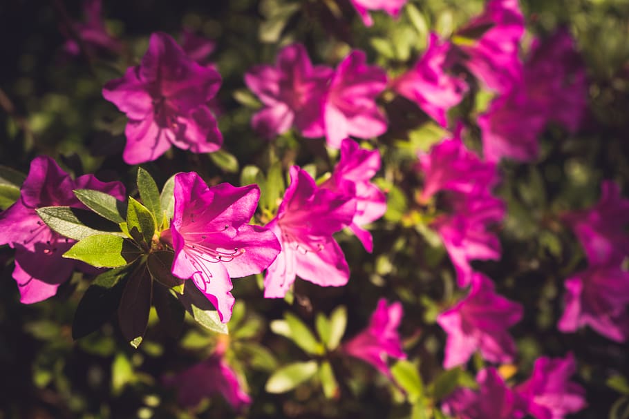 giverny, france, pink, wallpaper, flowers, nature, bokeh, green