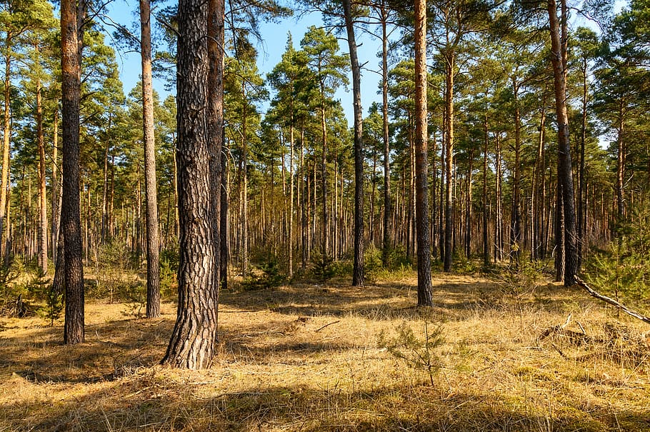 forest, trees, nature, landscape, mood, environment, hochwald HD wallpaper
