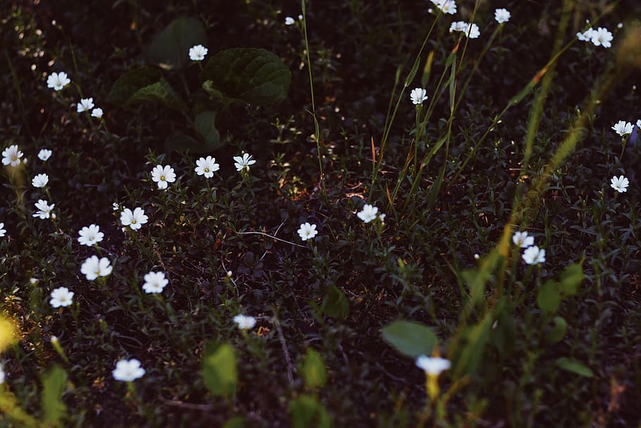 flower, flora, bloom, grass, wallpaper, light, sun, sunshine HD wallpaper