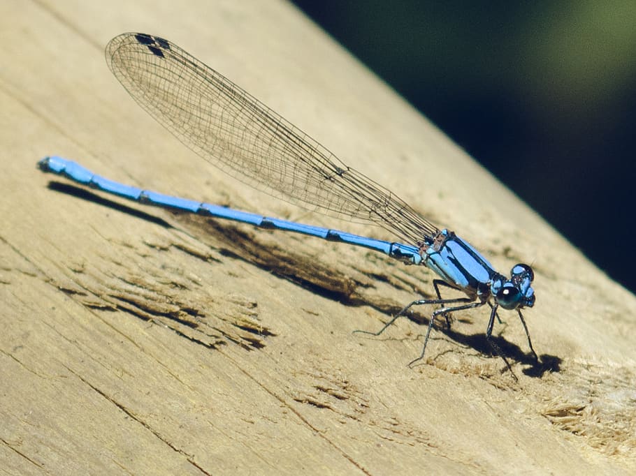 dragonfly, insect, invertebrate, animal themes, animal wing HD wallpaper