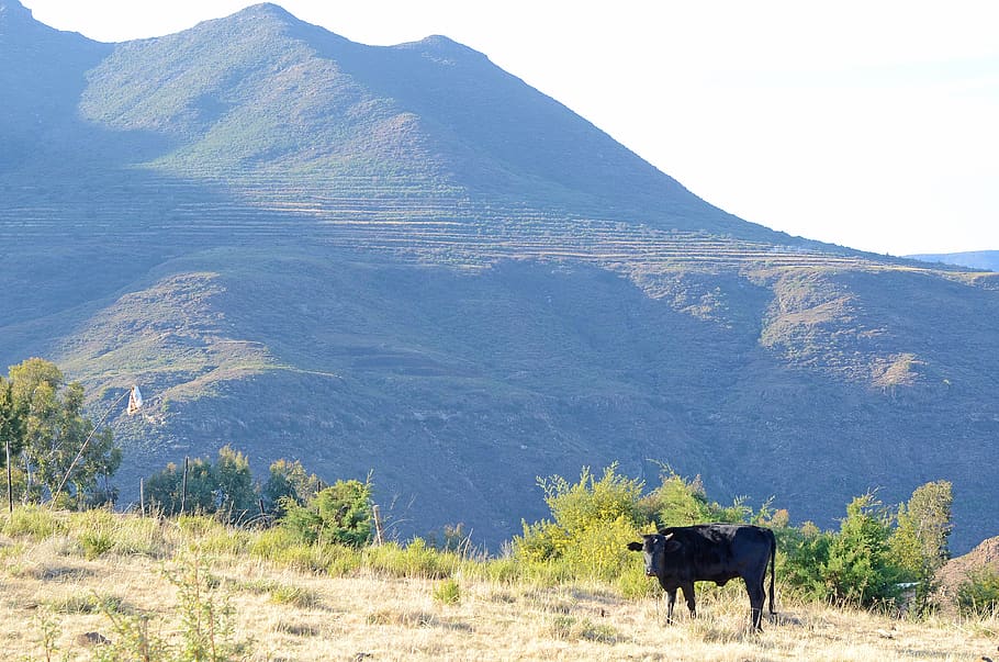 malealea, lesotho, cow, mountains, nature, grazing, landscape, HD wallpaper