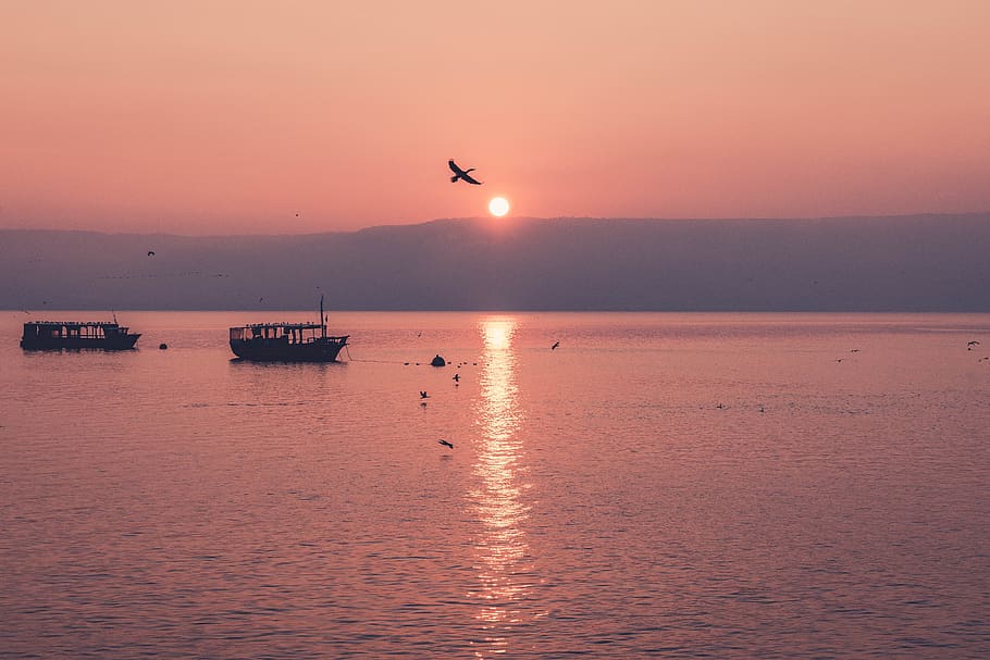 flying bird on boat, water, sunset, sky, beauty in nature, sea HD wallpaper