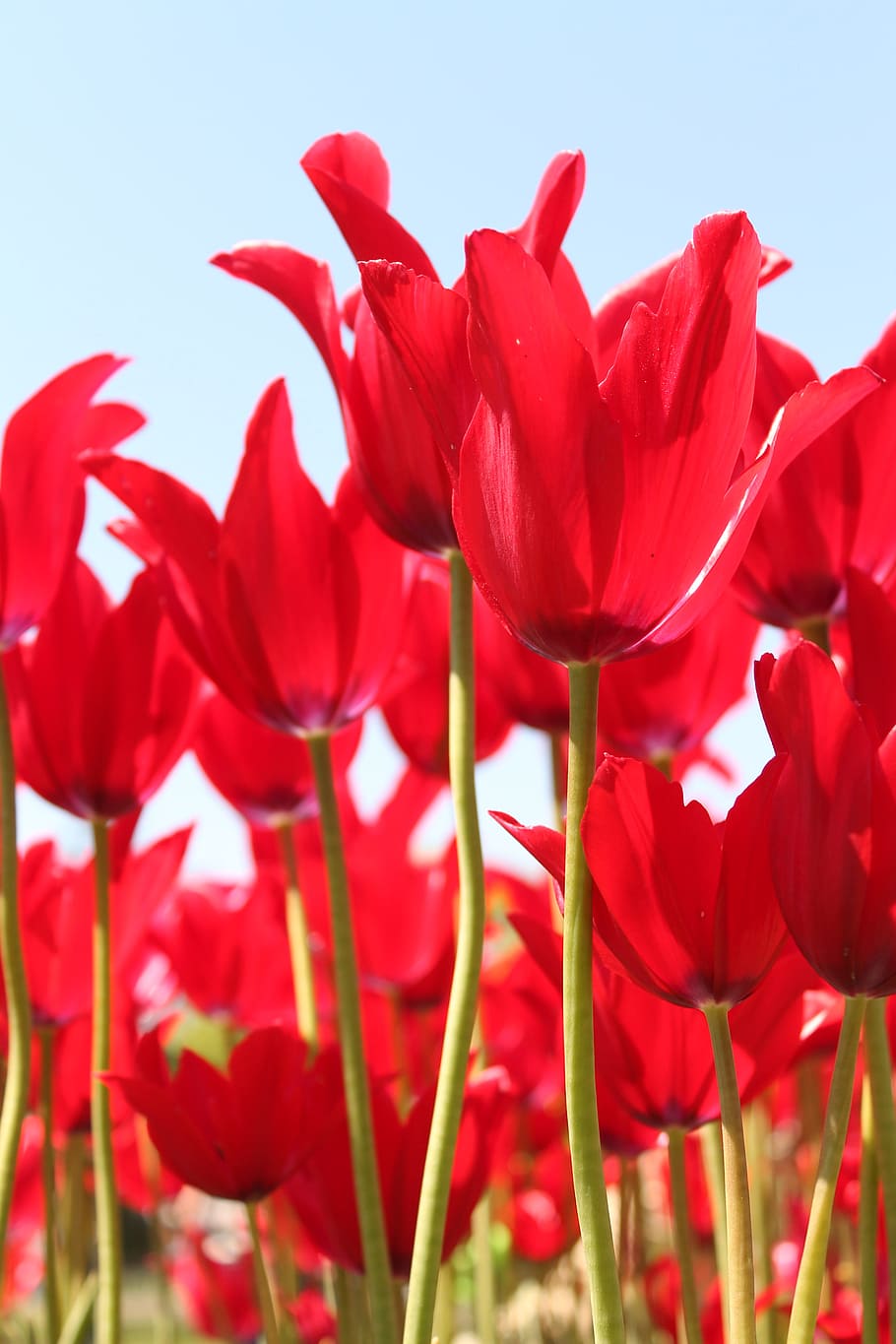 Red Tulip flower festival, farm, blooms, flowering plant, beauty in nature, HD wallpaper