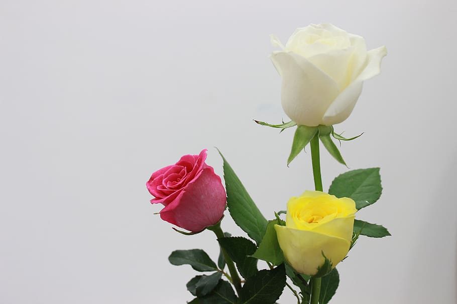 rose, roses, flower, spring, flowers bloom, natural, blossom HD wallpaper
