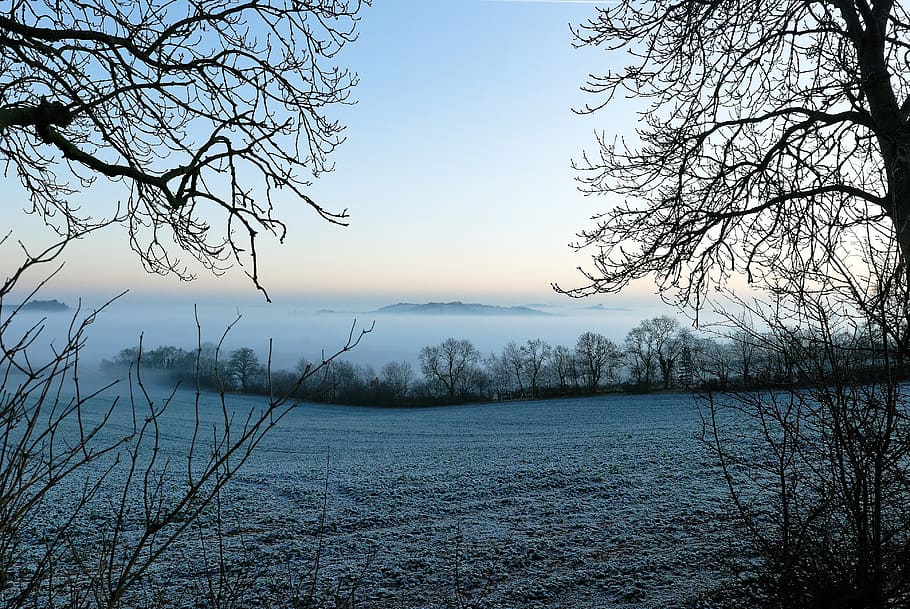 leafless trees, nature, outdoors, scenery, landscape, plant, frost HD wallpaper