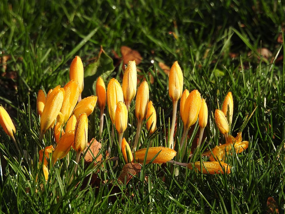 crocus, yellow, morning, cold, melted, meadow, spring, plant HD wallpaper