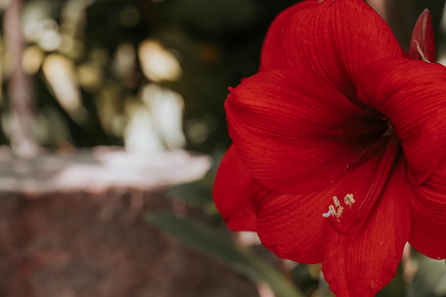 red hibiscus plant, flowering plant, petal, fragility, vulnerability HD wallpaper