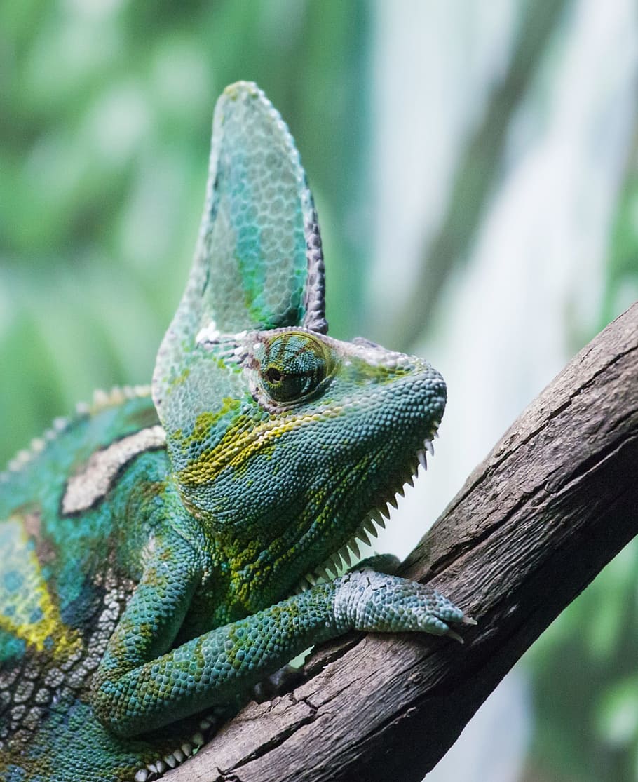 wildlife photography of green reptile, chameleon, dragon, lizard