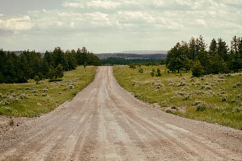 bozeman, mt, plant, tree, the way forward, direction, road HD wallpaper