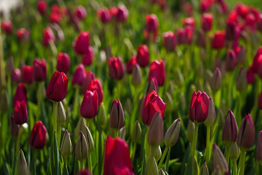 field of pink tulips, plant, blossom, flower, turkey, gülhane parkı, HD wallpaper