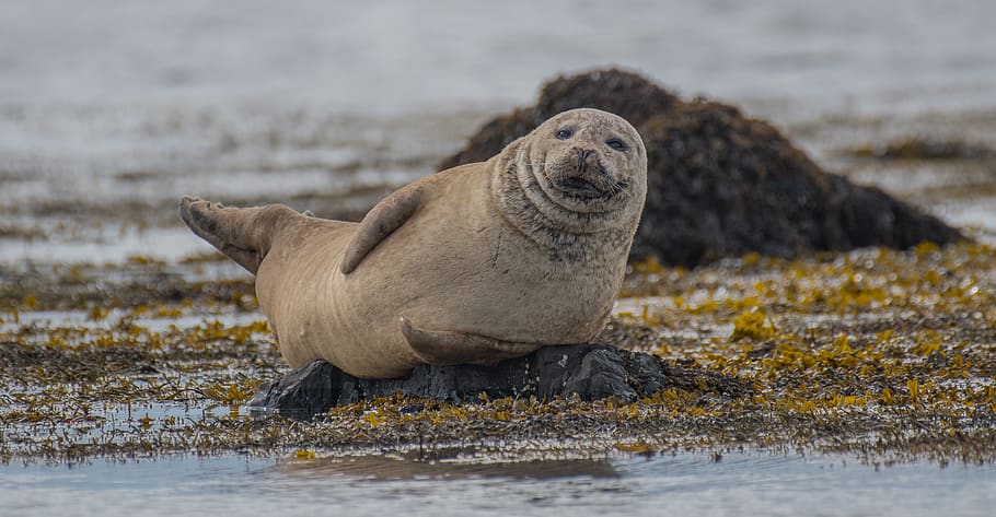 robbe, animal, cold, iceland, nature, outdoor, wildlife, seal HD wallpaper