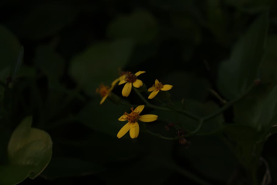 portugal, lisbon, flowering plant, freshness, growth, beauty in nature HD wallpaper