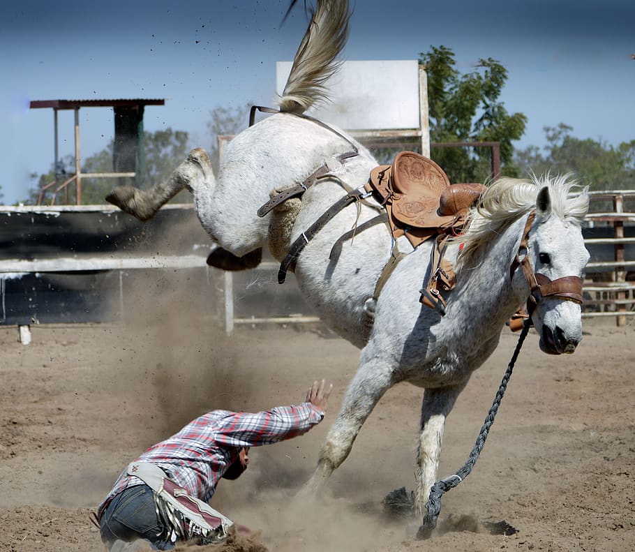 White Horse Kicking While Man on Ground, accident, action, animal, HD wallpaper