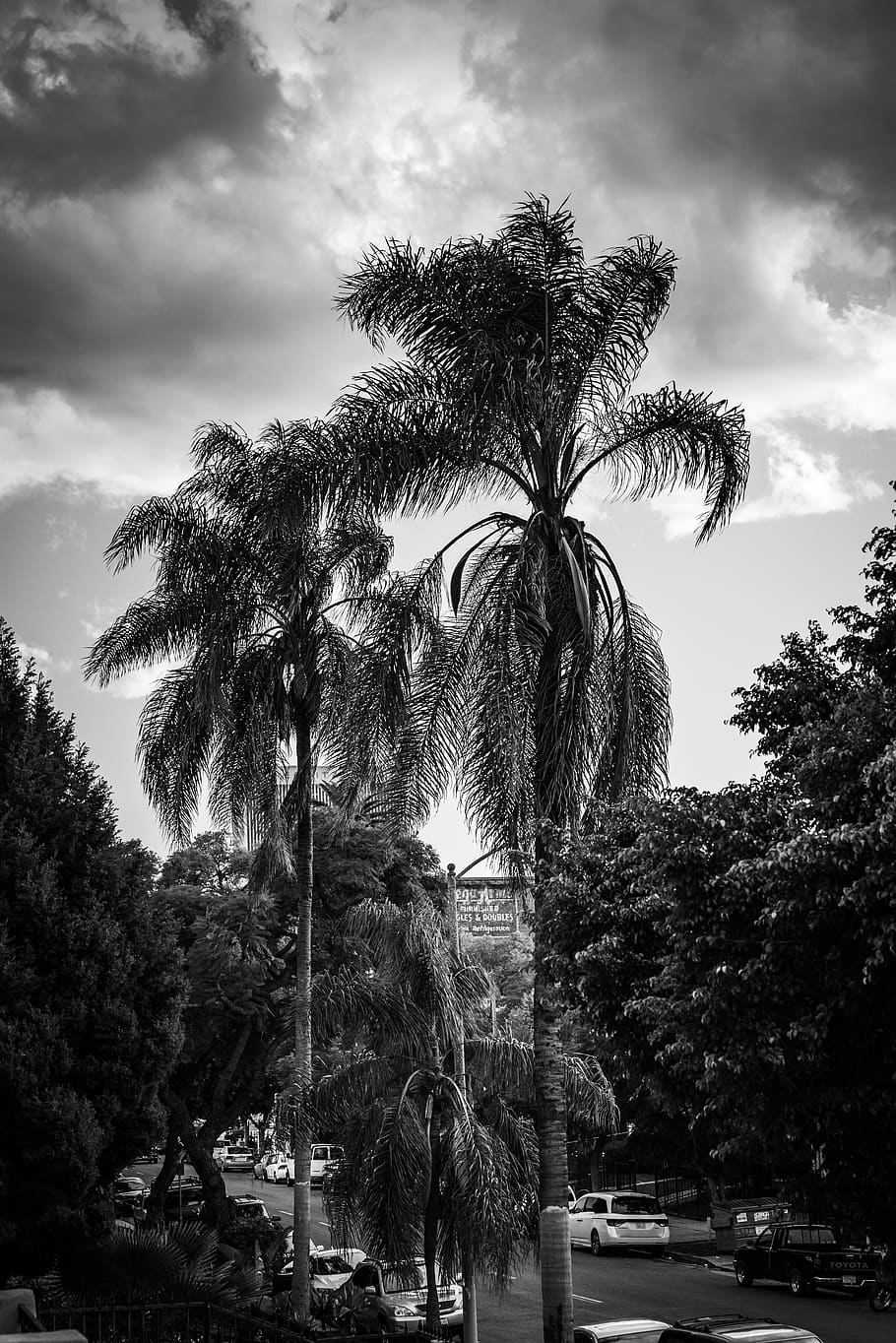 tree, plant, palm tree, arecaceae, los angeles, summer, transportation HD wallpaper