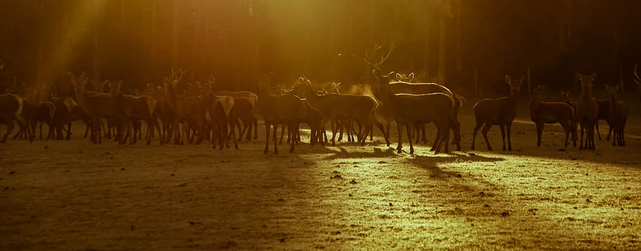 herd of deer, horse, animal, mammal, road, dirt road, gravel HD wallpaper