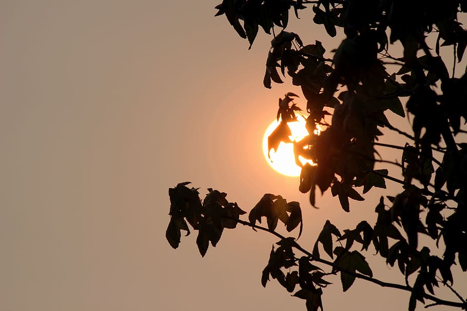 red, sun, redsun, uk, leaves, sky, sunset, silhouette, nature HD wallpaper
