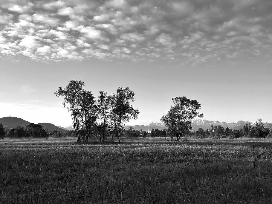 grayscale photography of trees and grass, outdoors, field, grassland, HD wallpaper